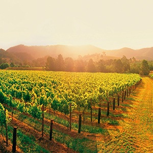 The Hunter Valley