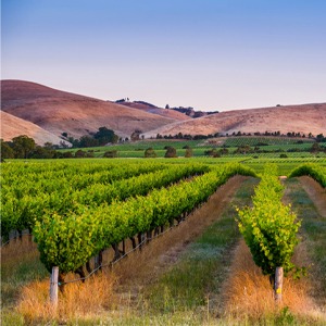 Barossa Valley, SA